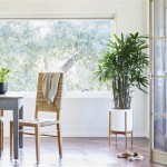 Best Plants For Dining Room